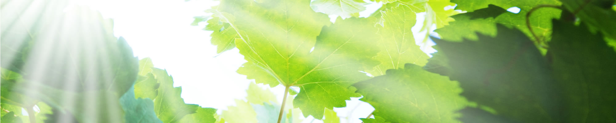 Creating a Sustainable Environment for Generations to Come